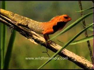 Bright crimson colour of a Garden Lizard, in panic mode