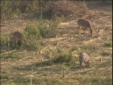 Wildlife Wildboar Dvd 255 1