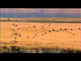 Flock of birds flying over grassland