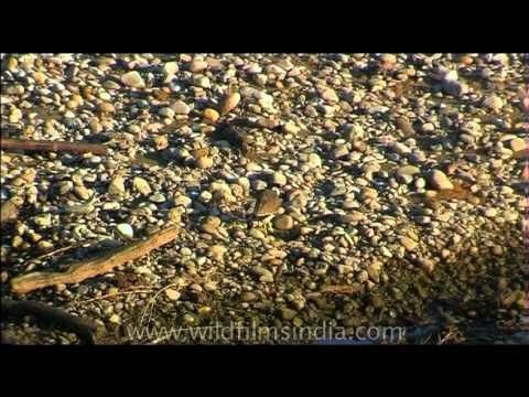 Pair of Red-wattled Lapwings on the banks of a river
