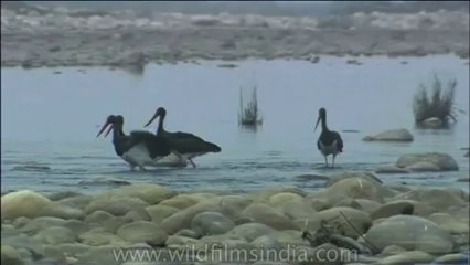 DVD 253 birds id 9 6