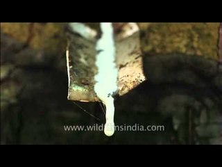 Latex being collected from an incised rubber tree