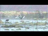Black-necked Stork and a Black Stork fishing