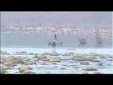 Black-necked Stork - a gorgeous bird