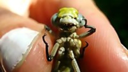 Handfeeding a Dragonfly