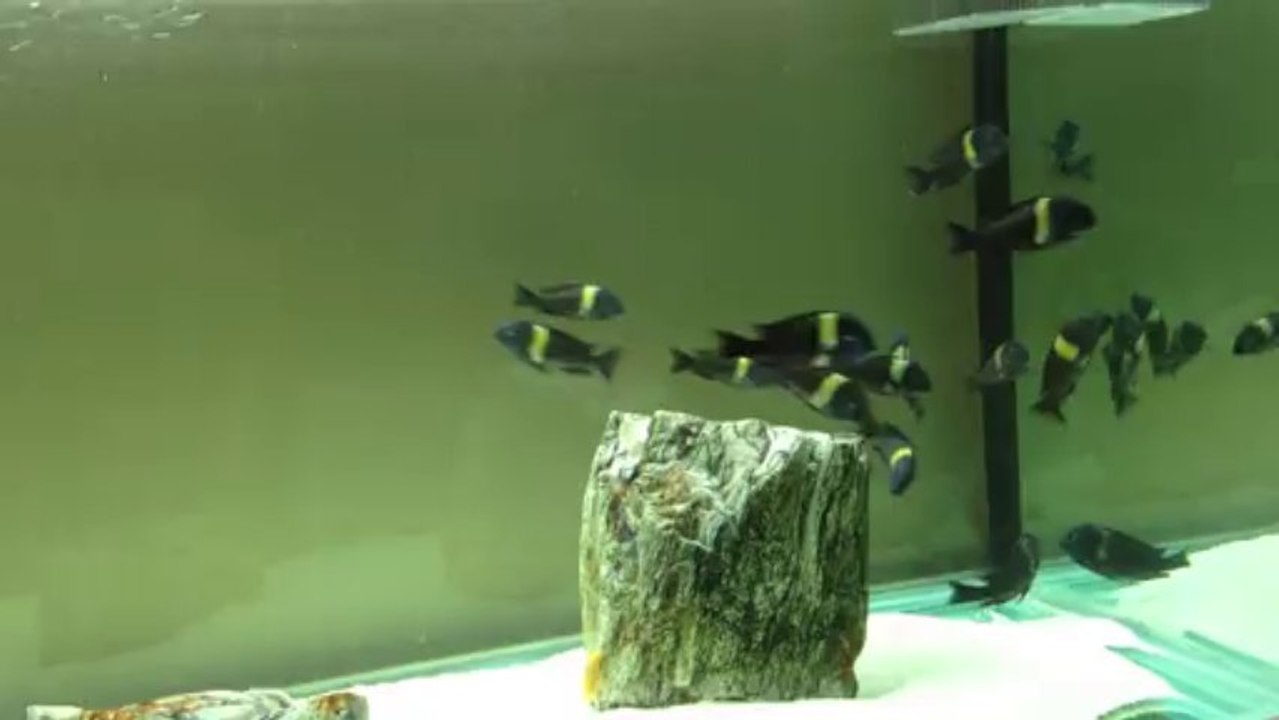 Duboisi Maswa Koloni