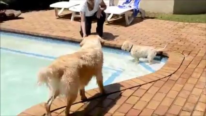 Older Dog Teaches Puppy New Swimming Tricks