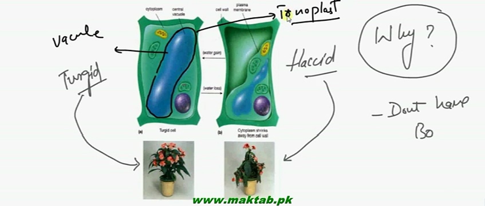 FSc Biology Book2, CH 16, LEC 1, Concept and Need, Support in Plants