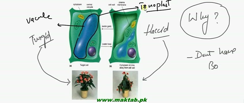 FSc Biology Book2, CH 16, LEC 1, Concept and Need, Support in Plants