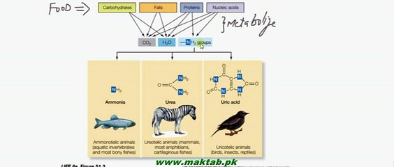 FSc Biology Book2, CH 15, LEC 7, Nature of Excretory Products in Relation to Habitat