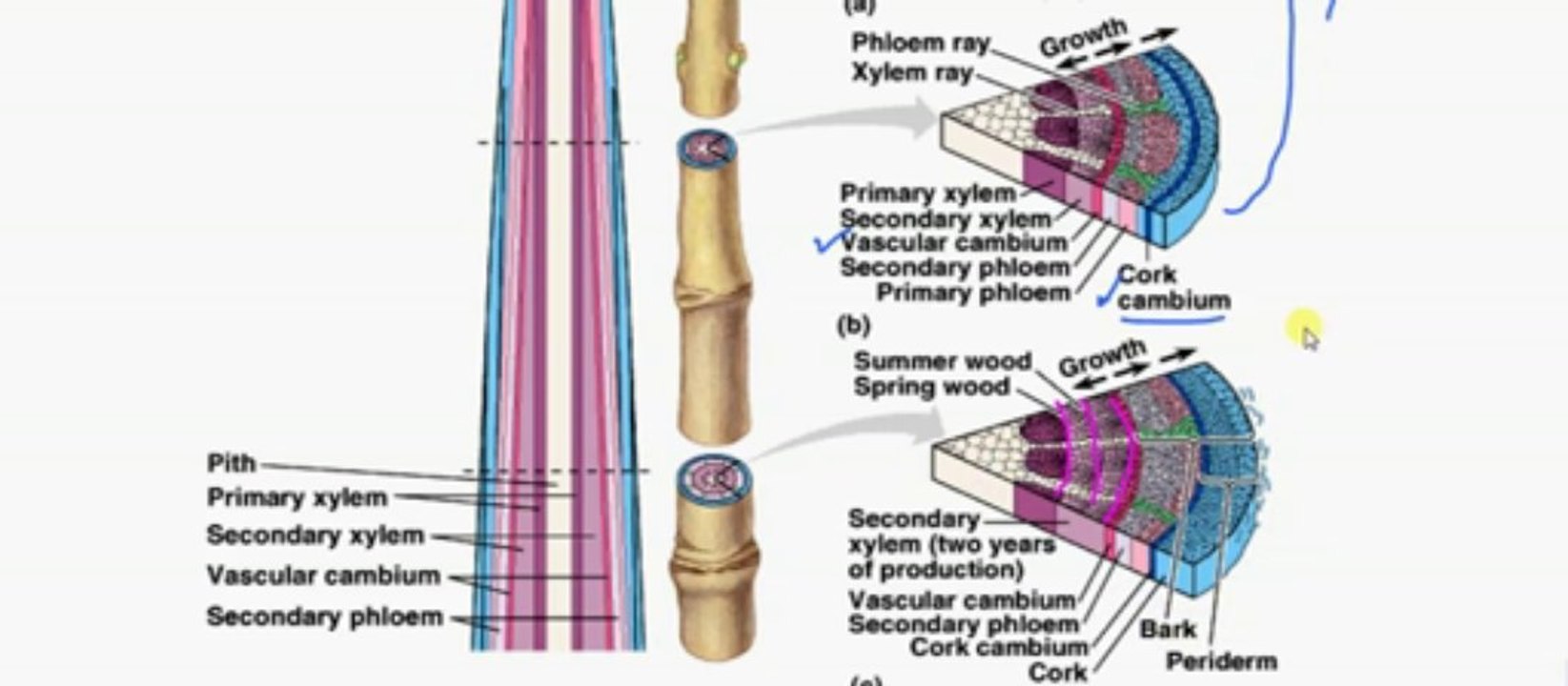 FSc Biology Book2, CH 16, LEC 2, Significance of Secondary Growth in Plants