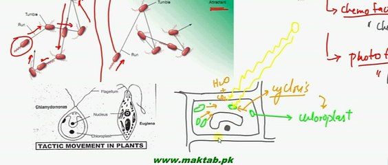 FSc Biology Book2, CH 16, LEC 3, Movements in plants 1