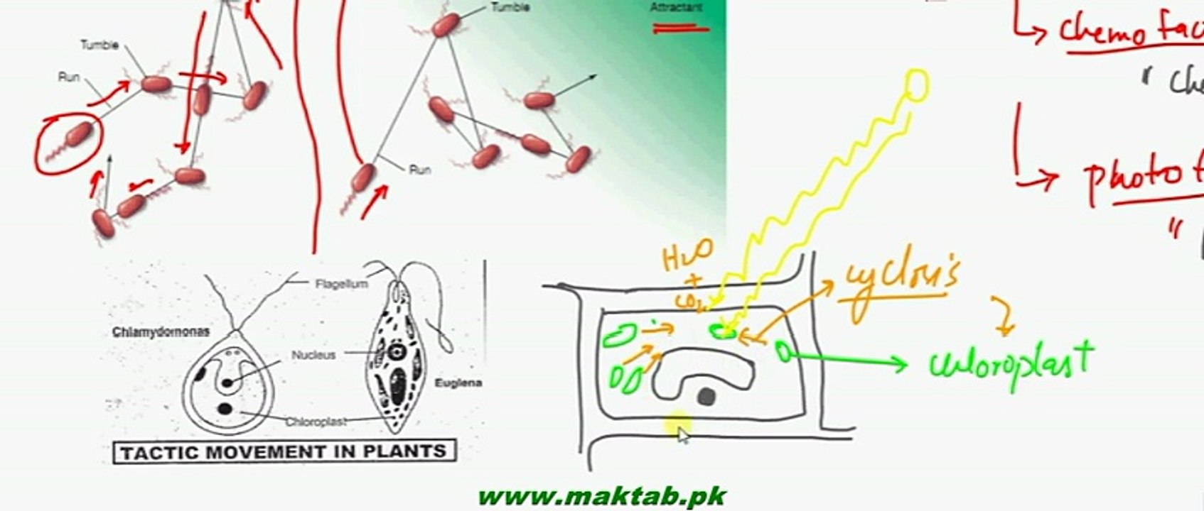 FSc Biology Book2, CH 16, LEC 3, Movements in plants 1