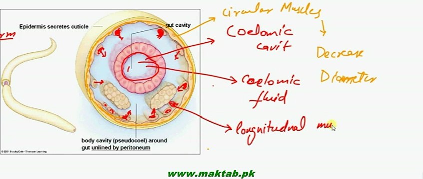 FSc Biology Book2, CH 16, LEC 5, Support and Movement in Animals