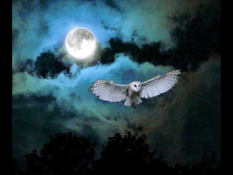 Eternel des Armées - Hibou (2012)