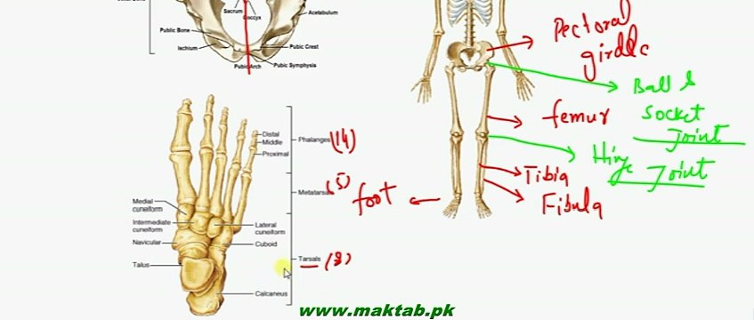 FSc Biology Book2, CH 16, LEC 8, Human Skeleton – Appendicular Skeleton