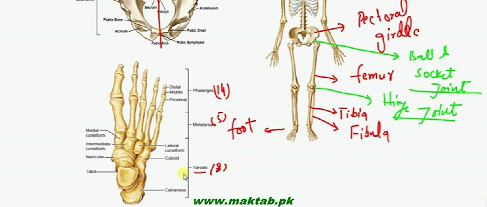 FSc Biology Book2, CH 16, LEC 8, Human Skeleton – Appendicular Skeleton