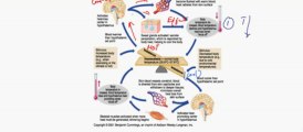 FSc Biology Book2, CH 15, LEC 1, Concept Of Homeostasis