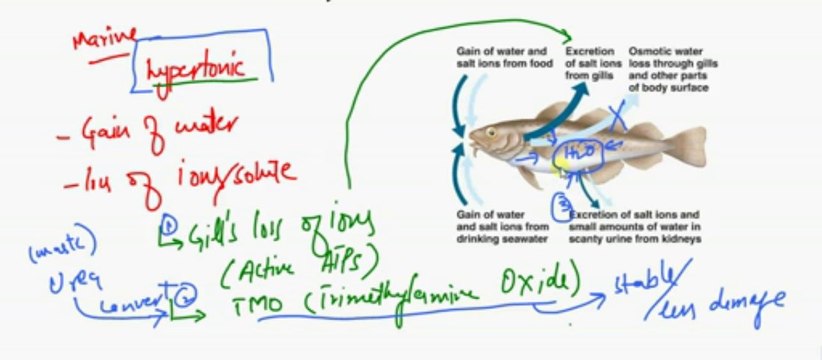 FSc Biology Book2, CH 15, LEC 4, Osmoregulation in Animals