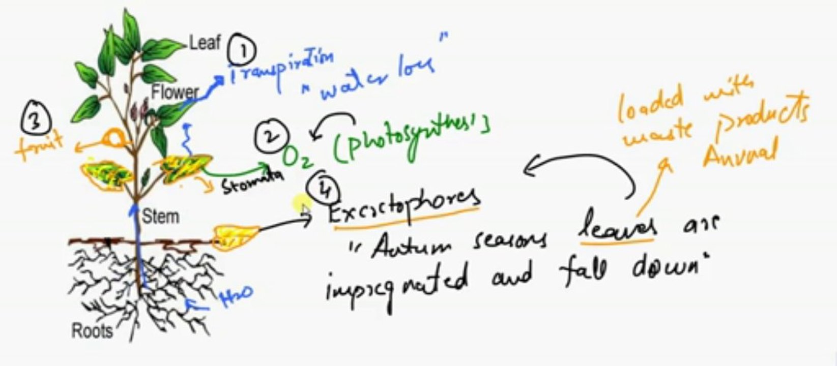 FSc Biology Book2, CH 15, LEC 5, Excretion in Plants