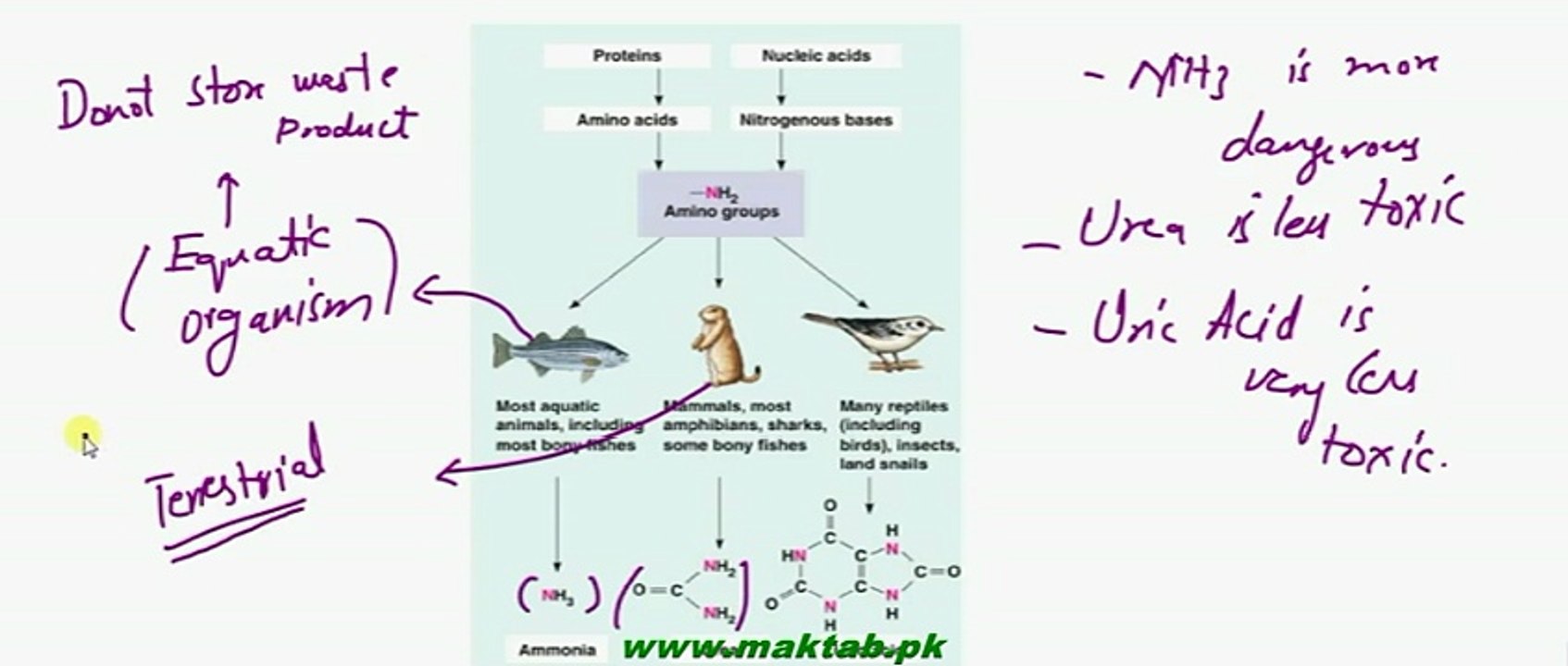 FSc Biology Book2, CH 15, LEC 6, Excretion in Animals