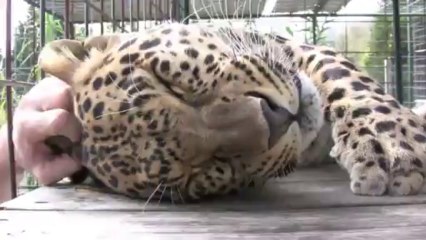 Massage d'un bébé Leopard! Il prend son pied.. Trop mignon.
