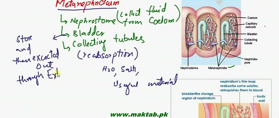 FSc Biology Book2, CH 15, LEC 9, Excretion in Earthworm and Cockroach