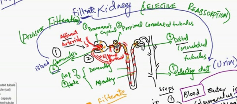FSc Biology Book2, CH 15, LEC 11,Human Urinary Stystem