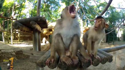 Macaques à queue de cochon