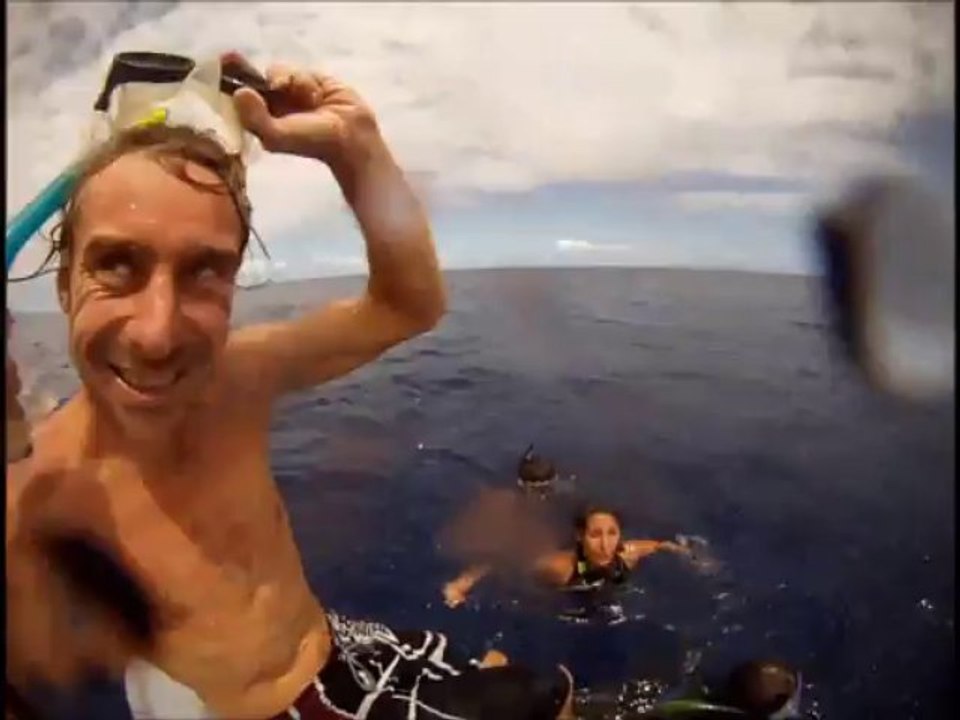 Rencontre Baleines à Bosses