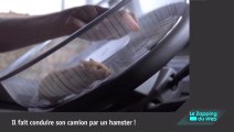 Incroyable : il laisse un hamster conduire son camion dans les montagnes !