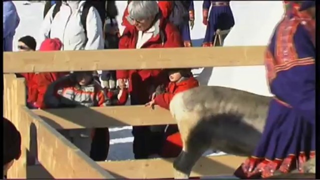 Les rennes jurassiens en promenade, partie 1