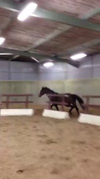 Une Image du miroir, saut en liberté, janvier 2013, Haras KRF