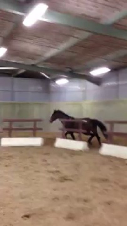 Une Image du miroir, saut en liberté, janvier 2013, Haras KRF