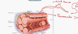 FSc Biology Book2, CH 16, LEC 13, Sliding Filament Model in Detail