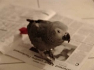 pepito fait popo sur le journal