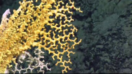 Serpente marinha em campanha contra pesca de arrasto