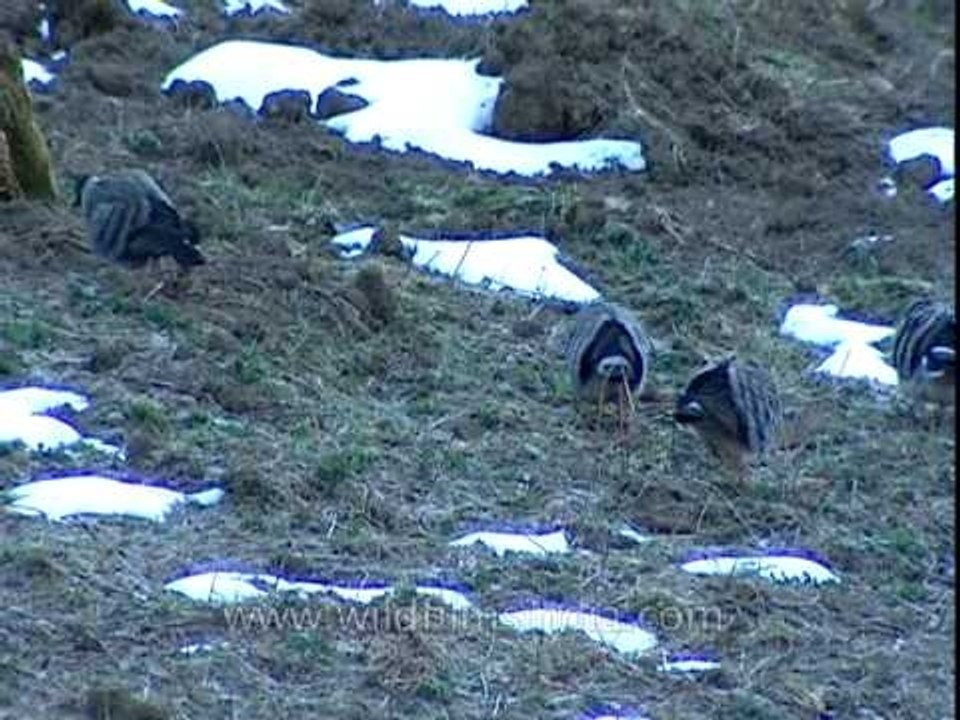 Snow Pigeons feed on the snow clad soil of Jatoli village