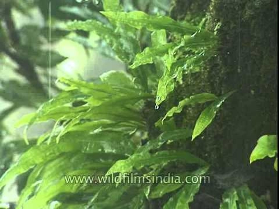 Shower in a forest