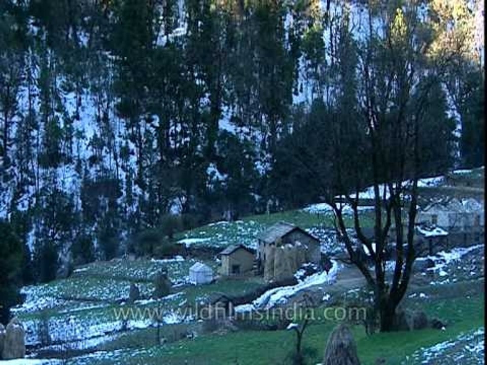 Jatoli Village, the enchanting abode of snow pigeons