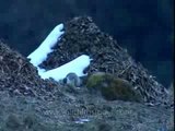 Which is more magnificient - Snow Pigeons or their Pindari Glacier home?