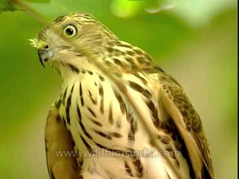 Shikra cleans its beak of feathers after eating warbler