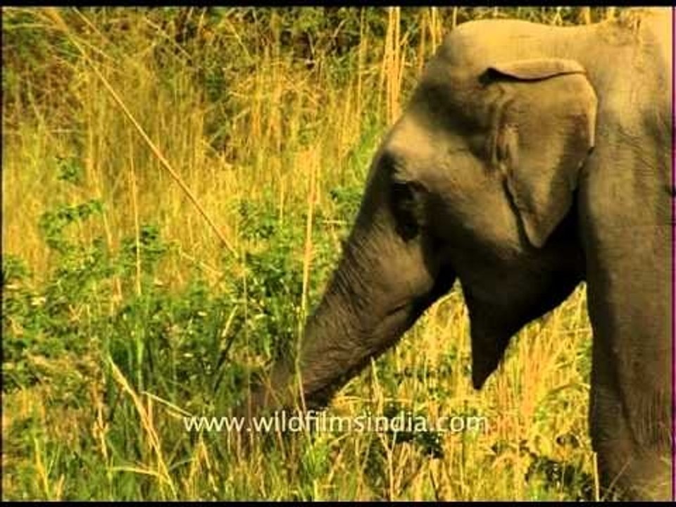 Wild elephants grazing