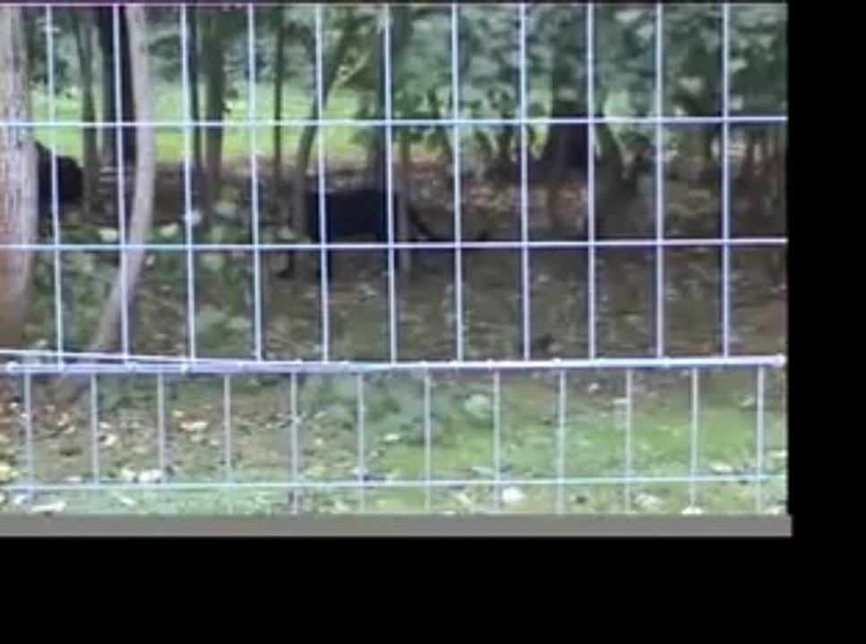 Maman panthère surveille ses petits !