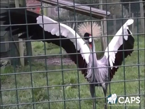 Pinioning: Bird Cruelty