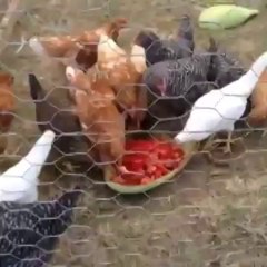 Feeding the chickens!