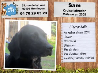 Sam, croisé labrador : adopté