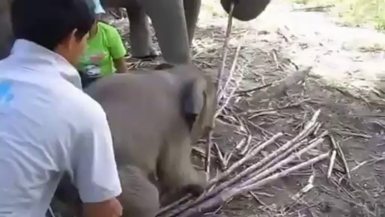 Elephant Sits in Tourist's Lap