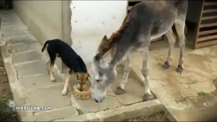 Burro vs Cão - EMBRULHA.com