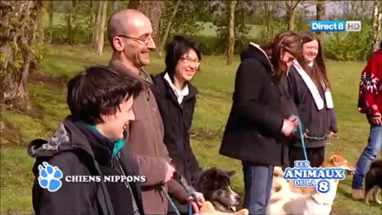 Les chiens nippons